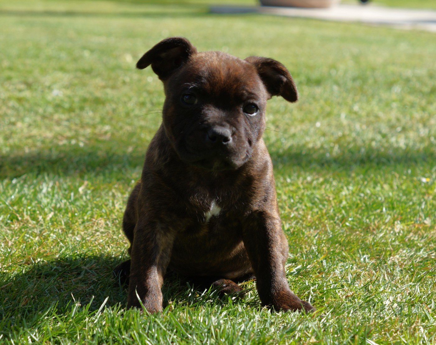 Chiot N°4