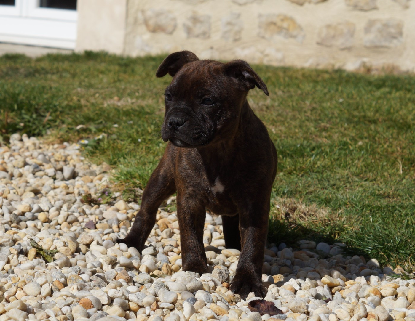 Chiot N°4