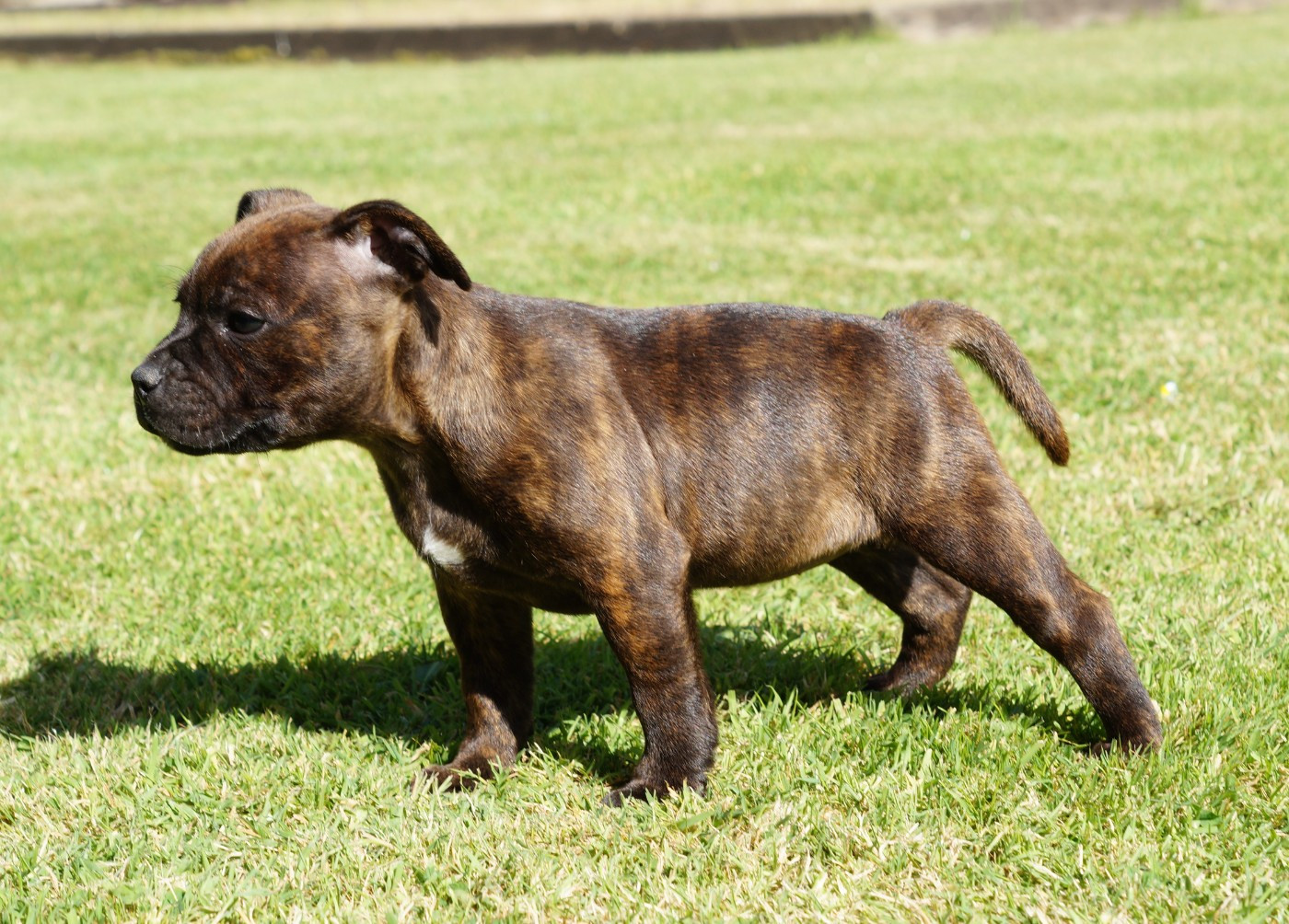 Chiot N°4