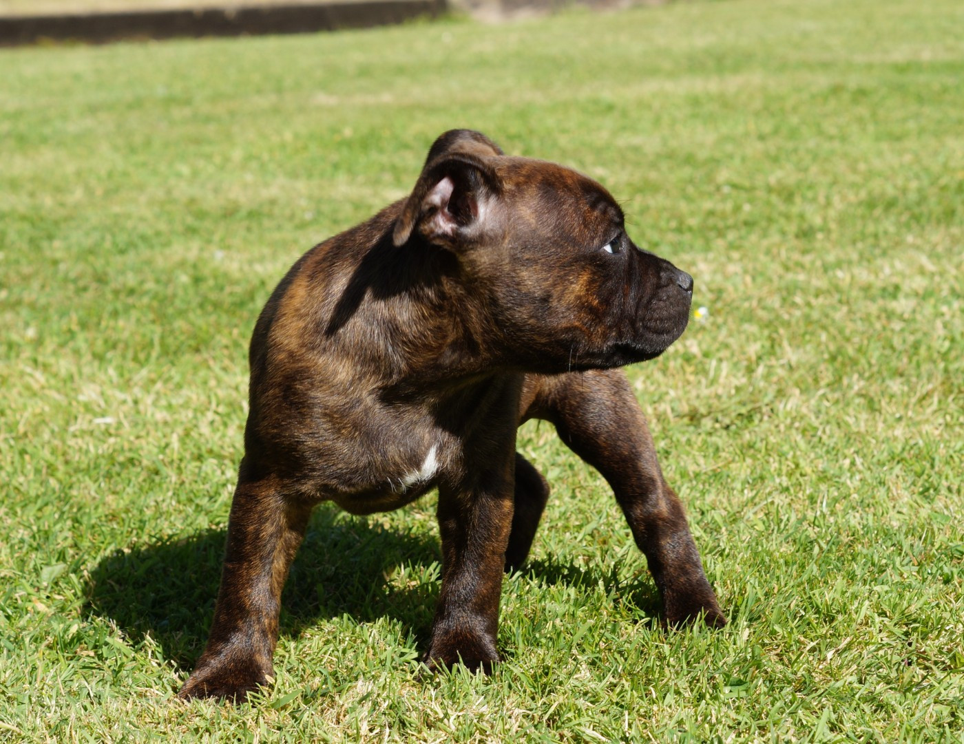 Chiot N°4