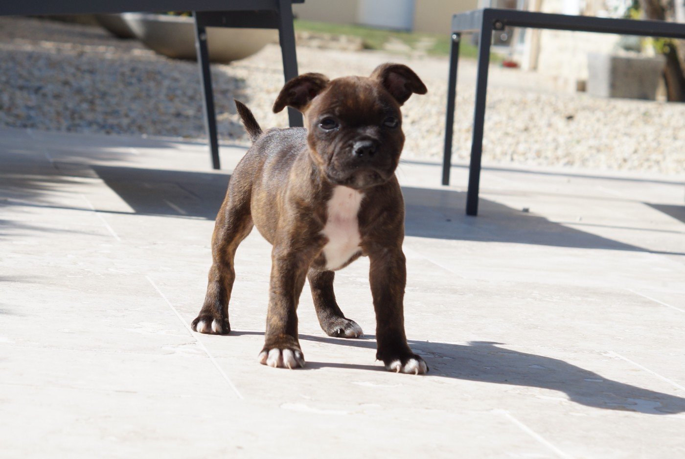 Chiot N°5