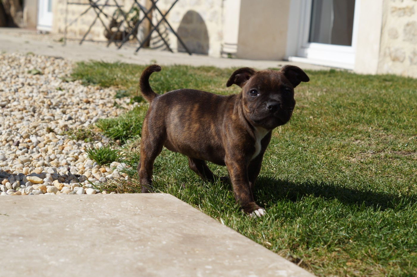 Chiot N°5