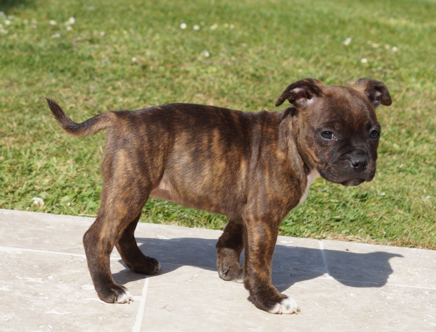 Chiot N°5