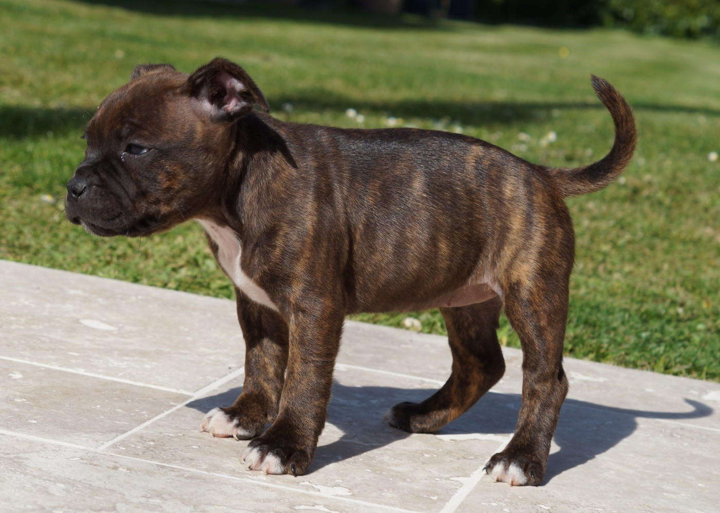 Chiot N°5