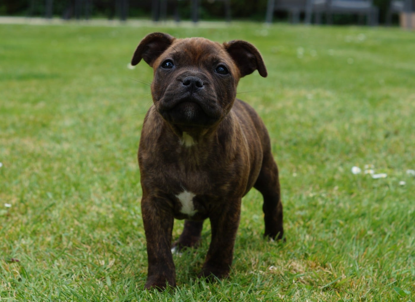 Staffordshire Bull Terrier - My Lil Bull