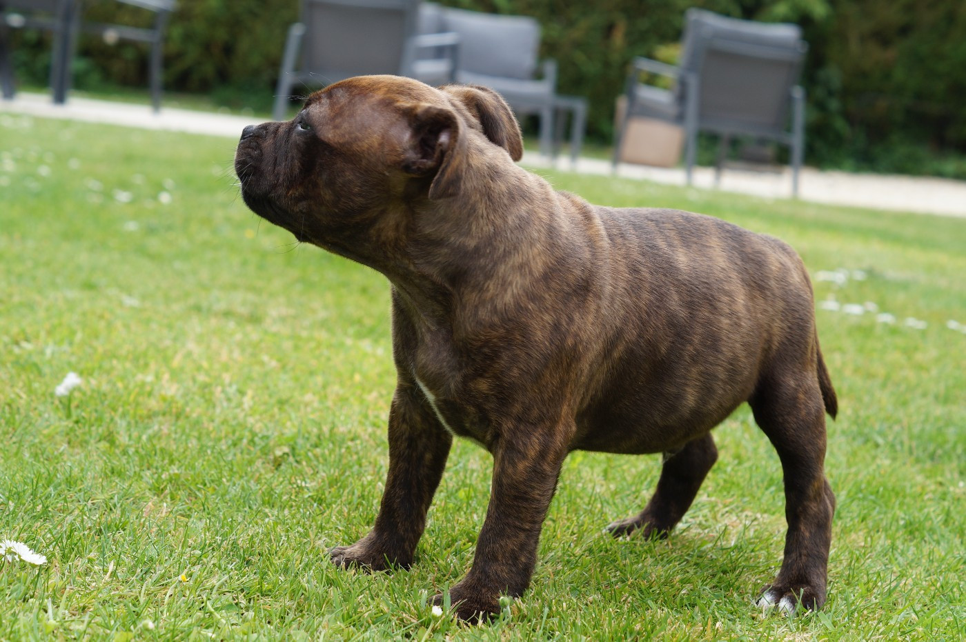 Chiot N°1