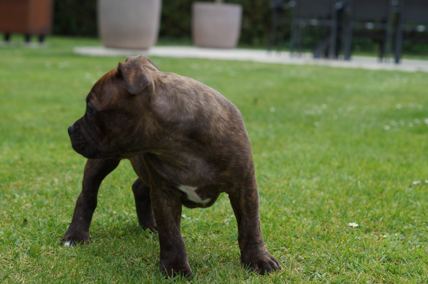 Chiot N°1