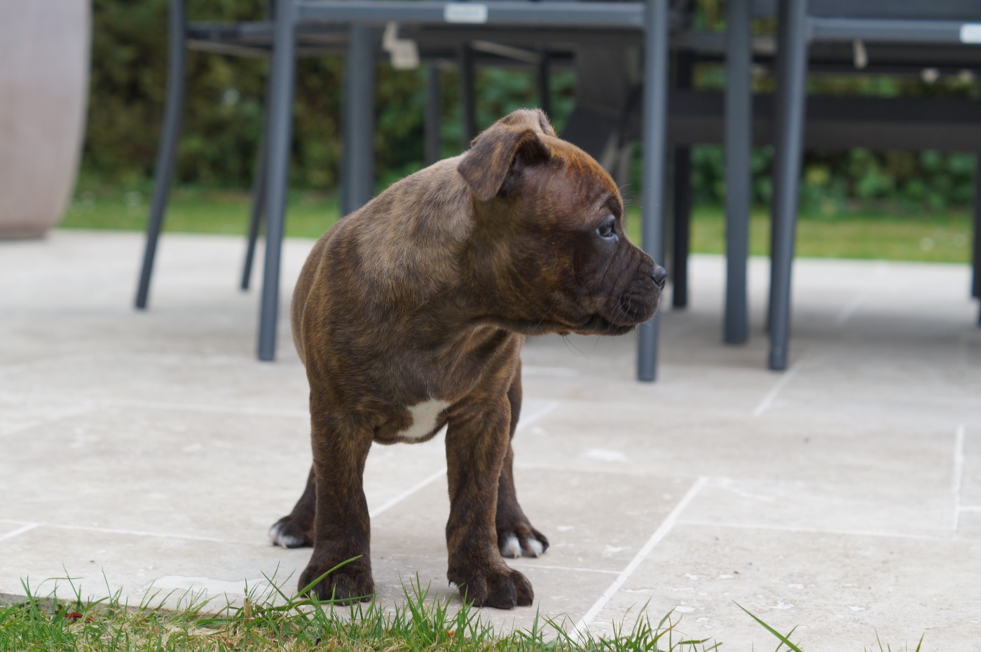 Chiot N°1