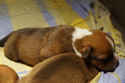 Les chiots de Staffordshire Bull Terrier