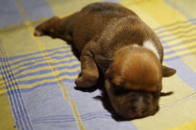 Les chiots de Staffordshire Bull Terrier