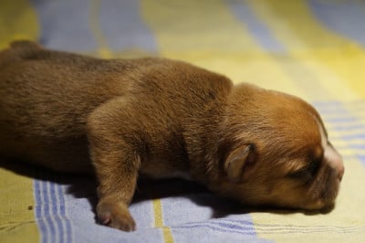Les chiots de Staffordshire Bull Terrier