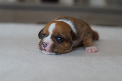 Les chiots de Staffordshire Bull Terrier