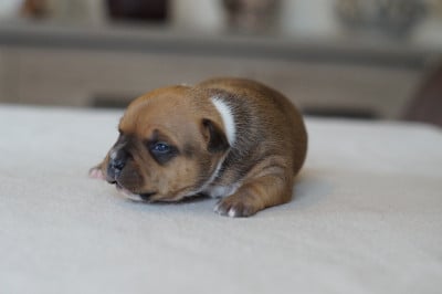 Les chiots de Staffordshire Bull Terrier