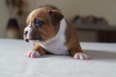 Les chiots de Staffordshire Bull Terrier