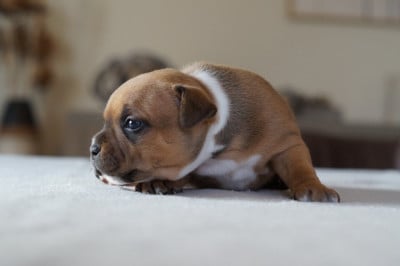 Les chiots de Staffordshire Bull Terrier