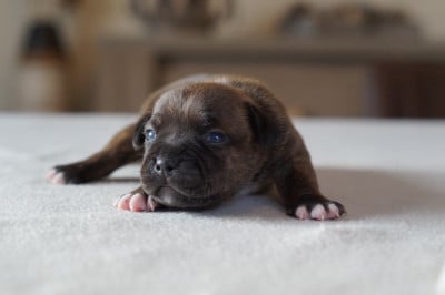 Les chiots de Staffordshire Bull Terrier