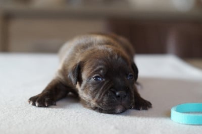 Les chiots de Staffordshire Bull Terrier