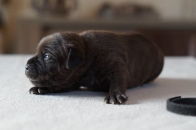 Les chiots de Staffordshire Bull Terrier