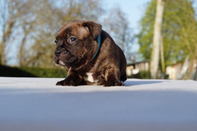 Les chiots de Staffordshire Bull Terrier