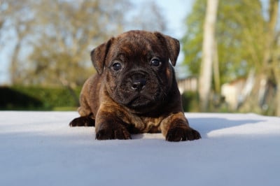 Les chiots de Staffordshire Bull Terrier