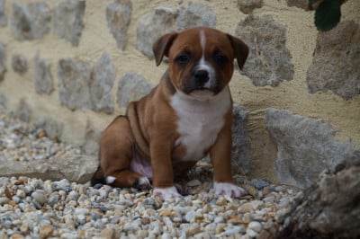 Les chiots de Staffordshire Bull Terrier