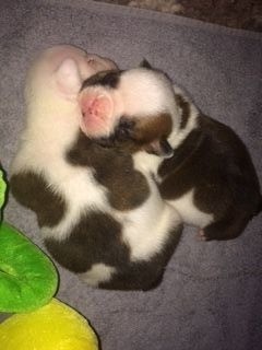 CHIOT - Bulldog Anglais