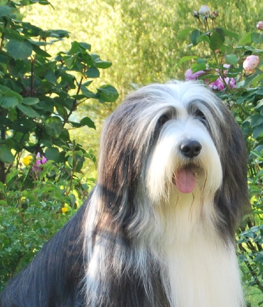 Gatsby dit gaby Du Domaine Des Jalots