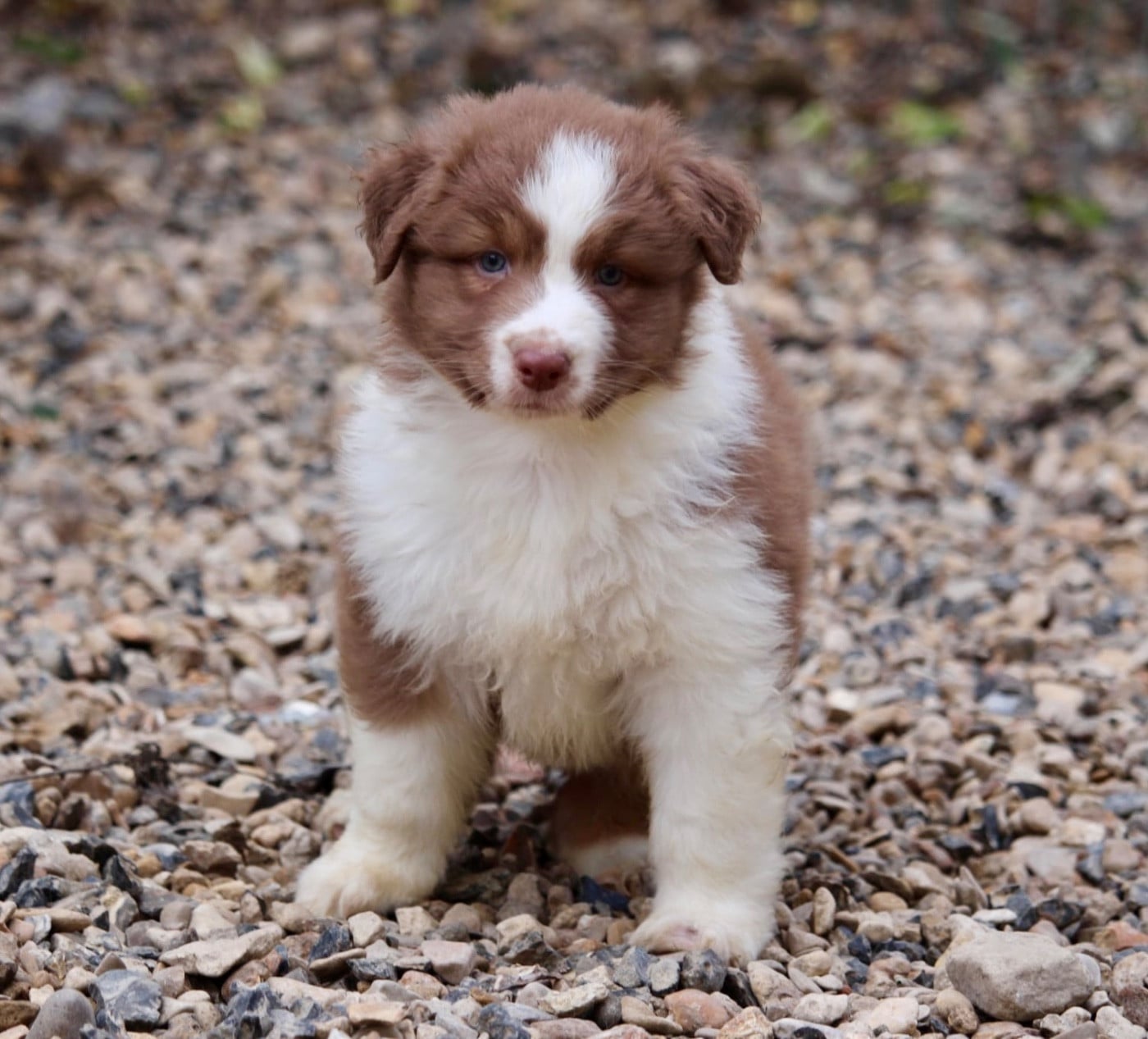 Femelle rouge tricolore 1