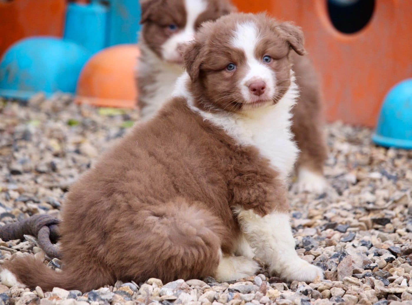 Femelle rouge tricolore 1