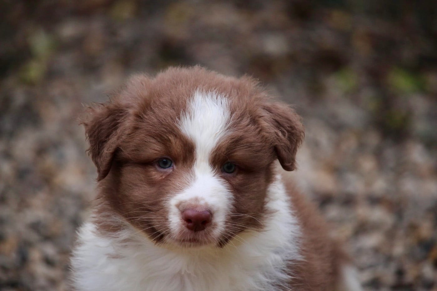 Femelle rouge tricolore 1