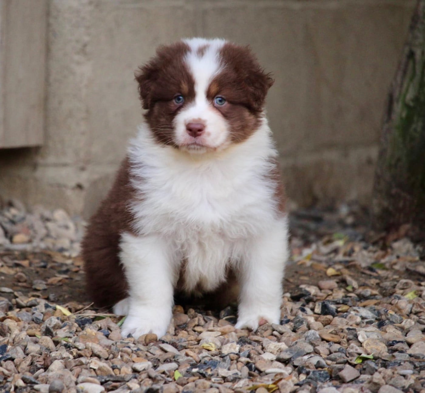 Femelle rouge tricolore 2