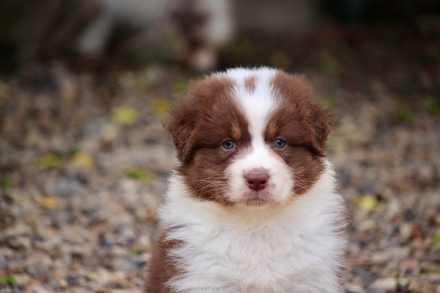 Femelle rouge tricolore 2