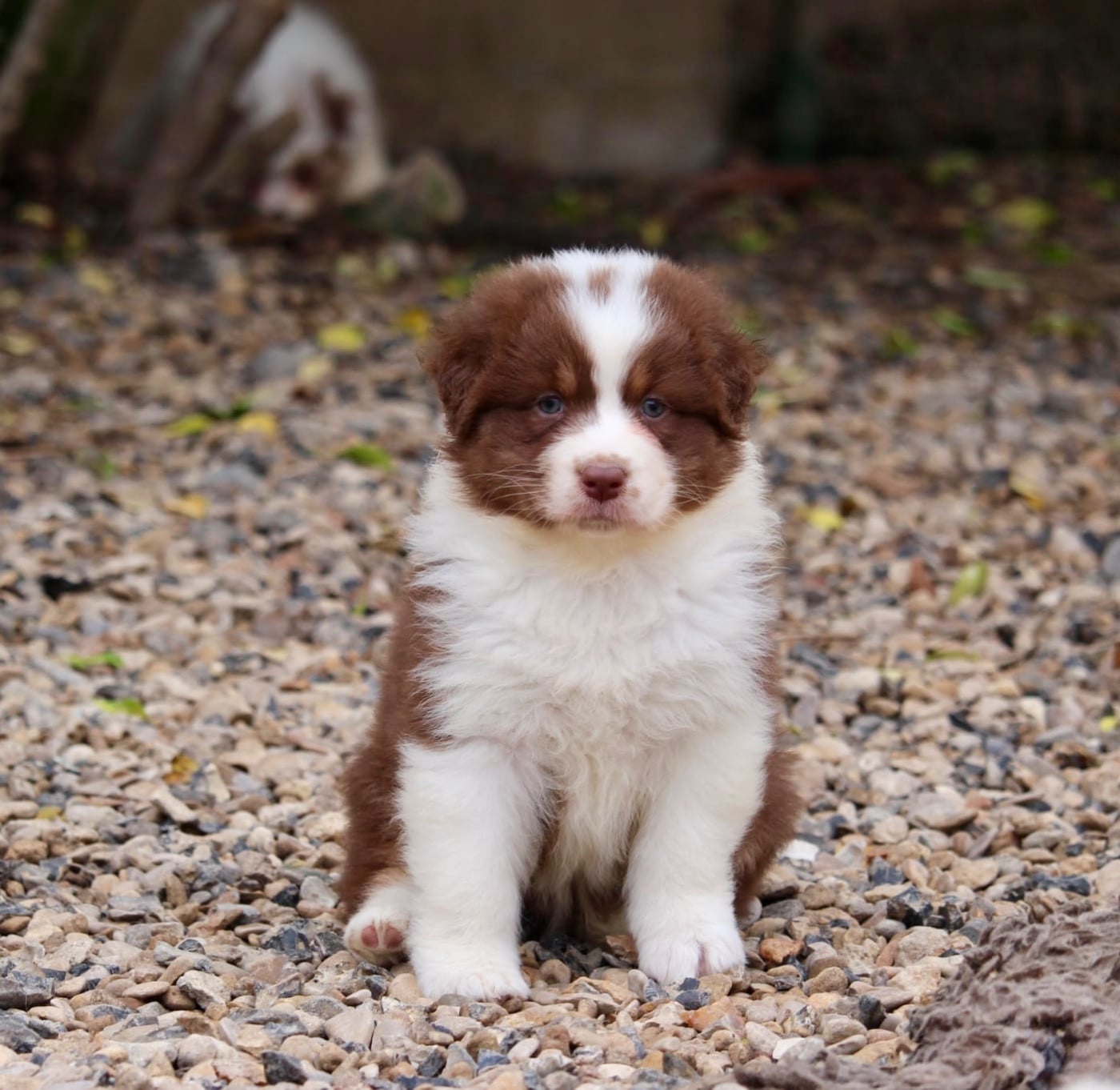 Femelle rouge tricolore 2