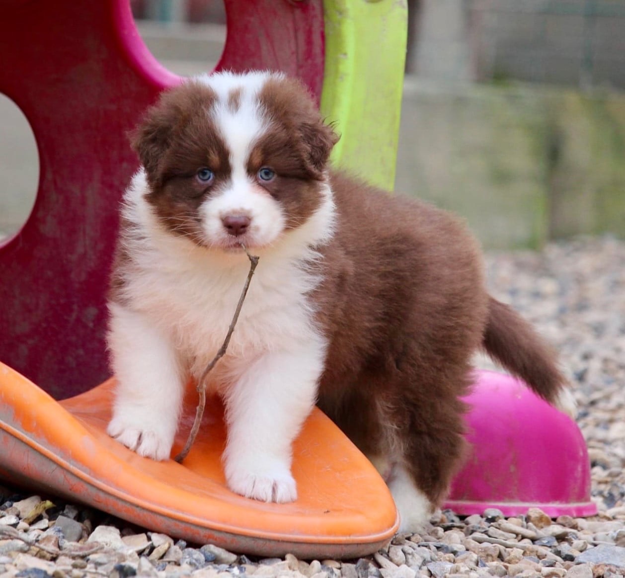 Femelle rouge tricolore 2