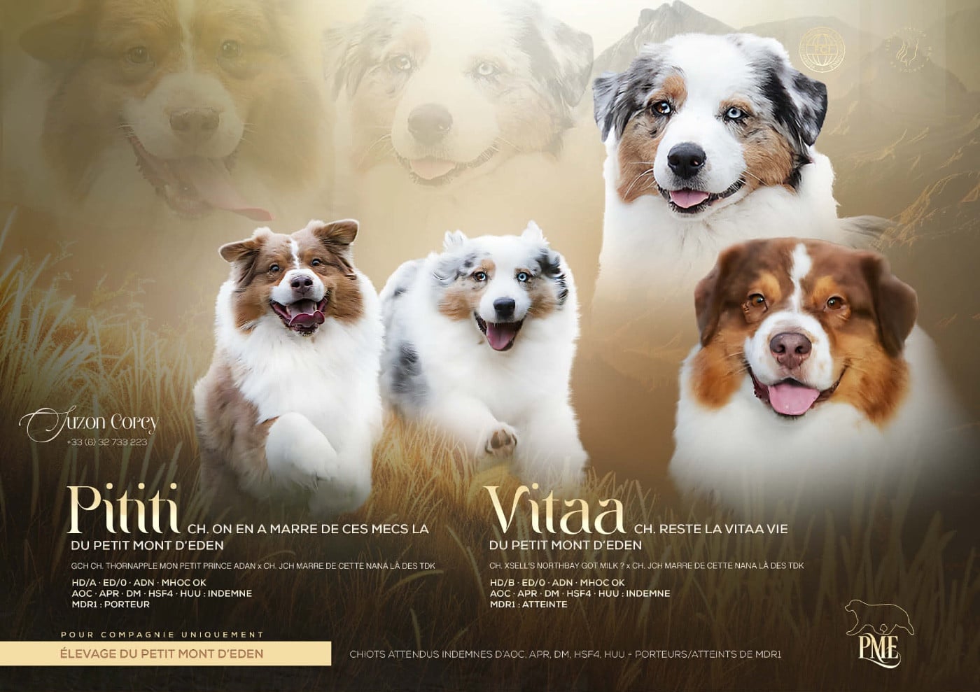 Berger Australien - Du Petit Mont D'éden