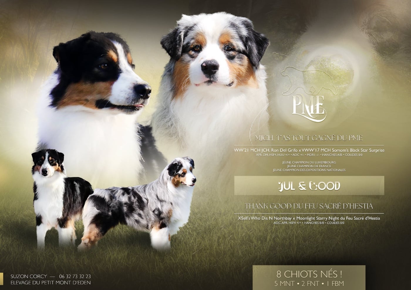 Berger Australien - Du Petit Mont D'éden