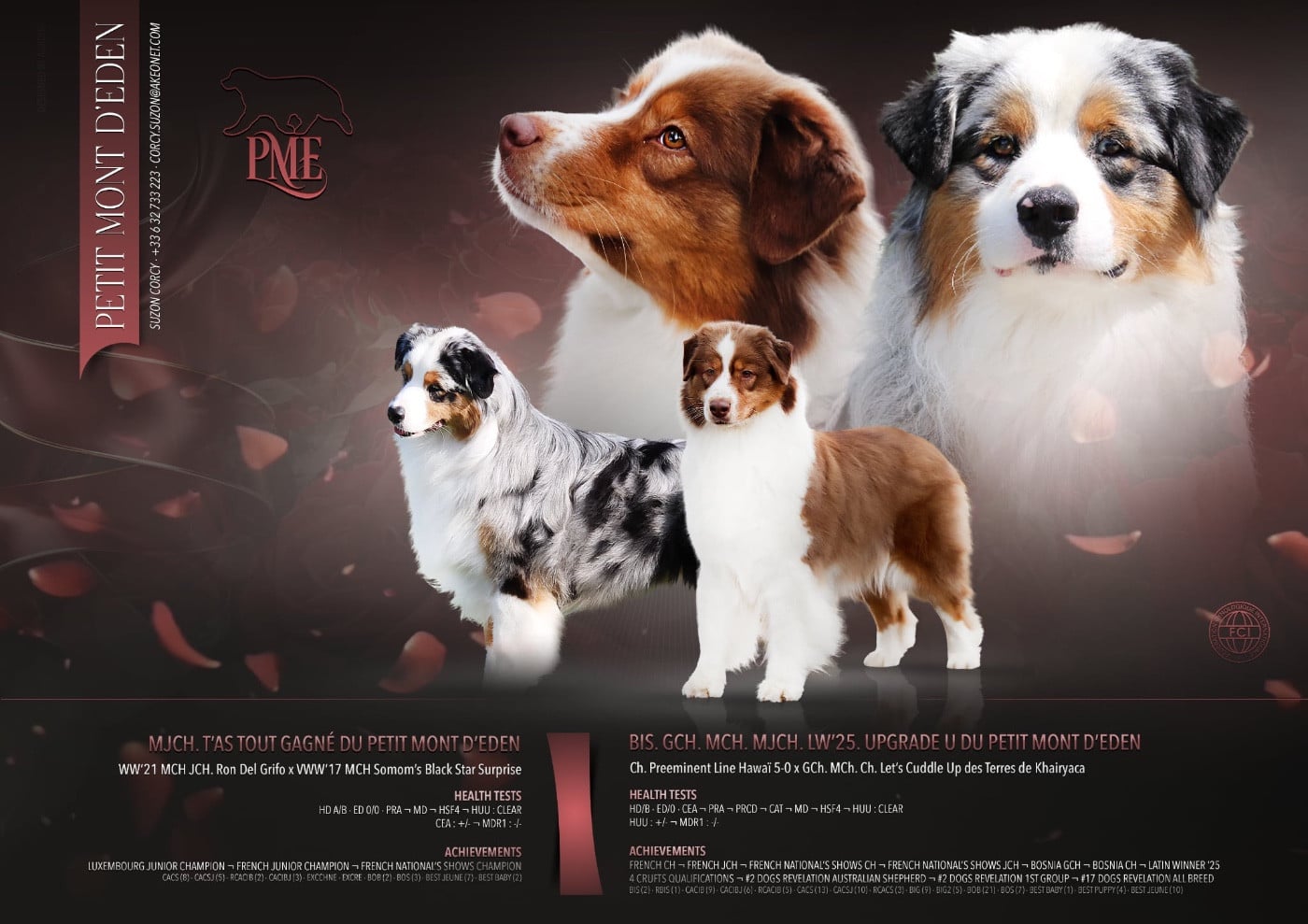 Berger Australien - Du Petit Mont D'éden