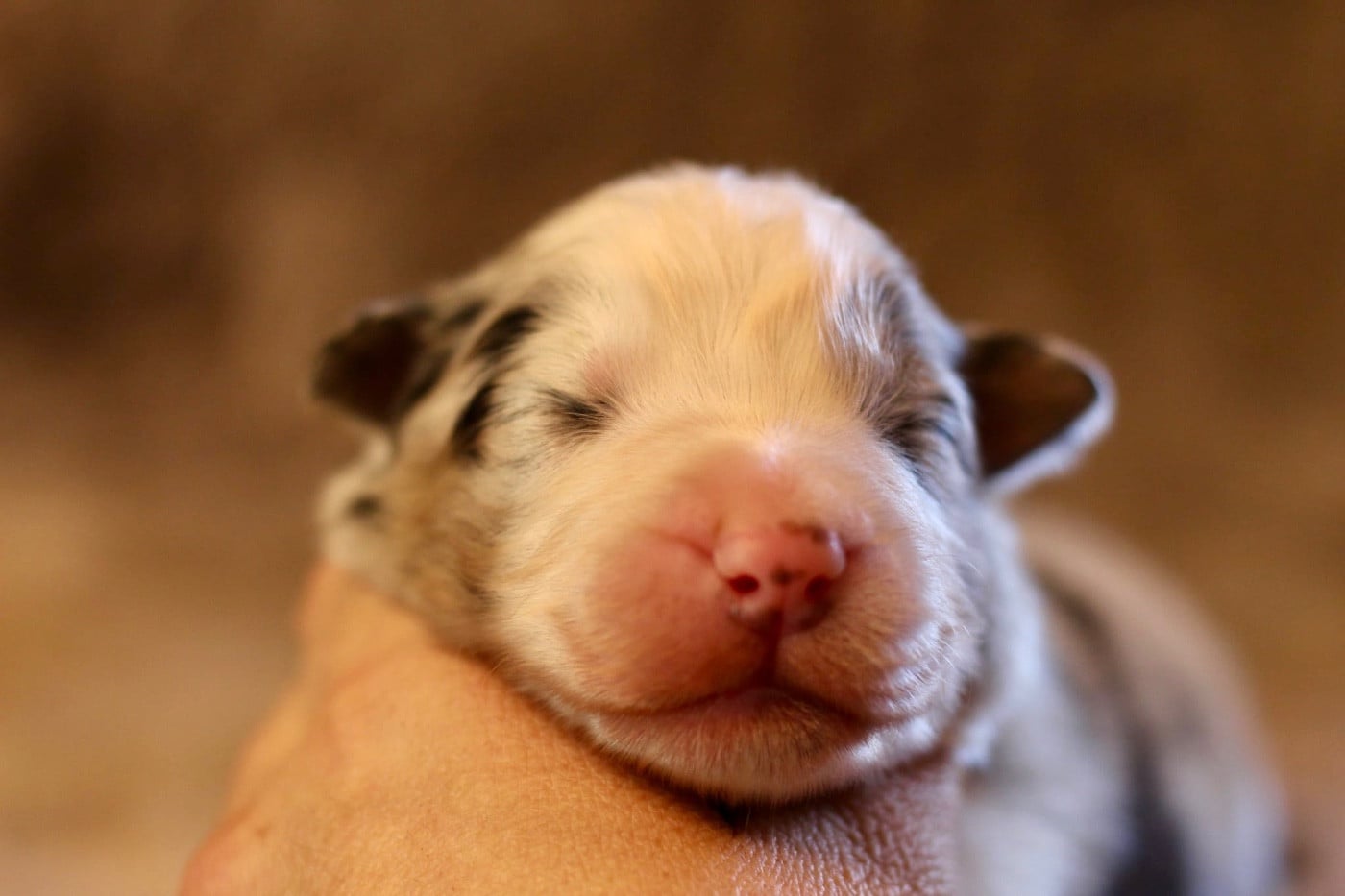 Berger Australien - Du Petit Mont D'éden