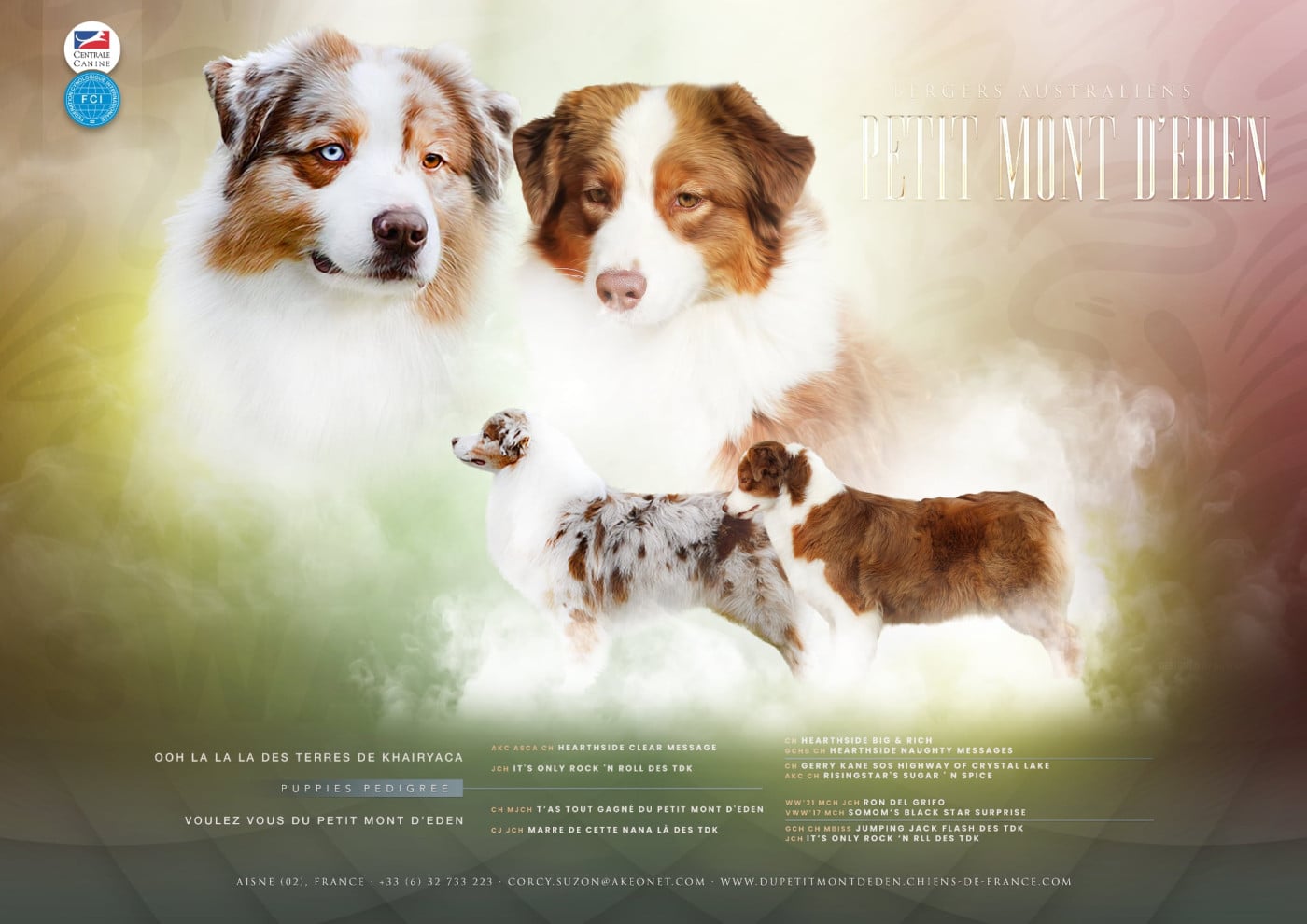 Chiot Berger Australien