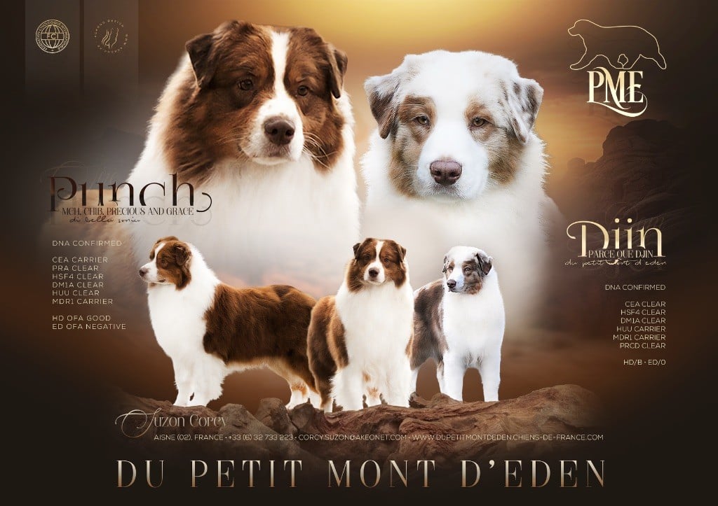 Berger Australien - Du Petit Mont D'éden