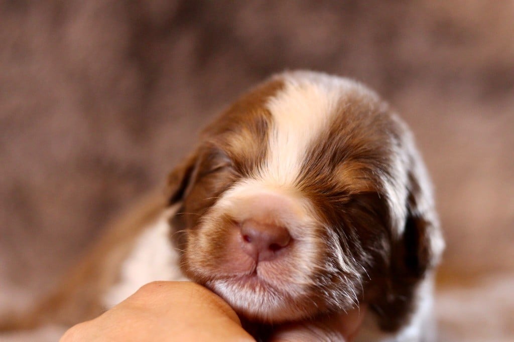 Mâle rouge tricolore 1