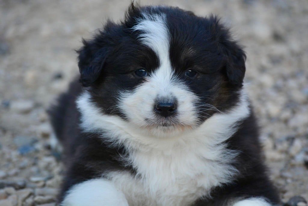 Elettromagnete Solenoide Heschen - 24V DC, 25 Kg | Diametro 40 Mm, Altezza 20 Mm | Per Applicazioni Industriali - Foto 3