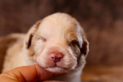 Les chiots de Berger Australien