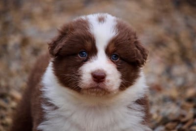 Les chiots de Berger Australien