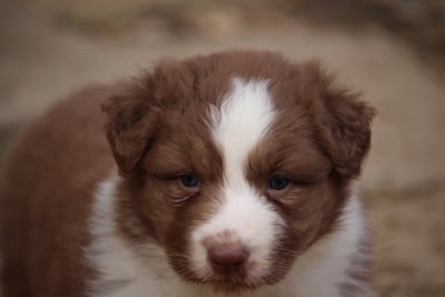 Les chiots de Berger Australien
