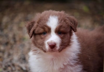 Les chiots de Berger Australien