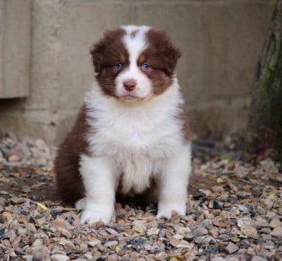 Les chiots de Berger Australien