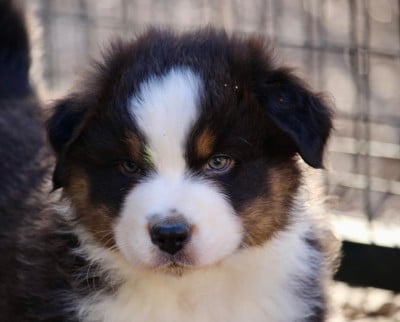 Les chiots de Berger Australien