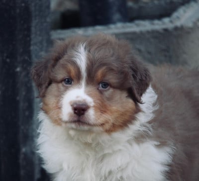Les chiots de Berger Australien