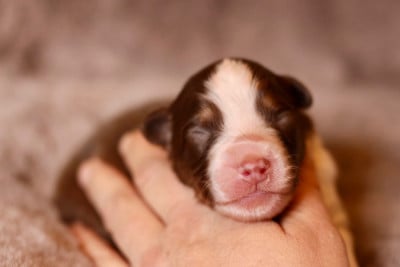 Les chiots de Berger Australien